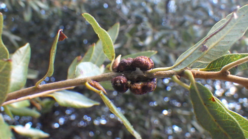 iNaturalist observation photo of Disholandricus chrysolepidis