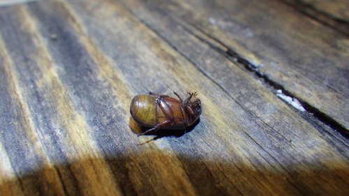 iNaturalist observation photo of Scarabs