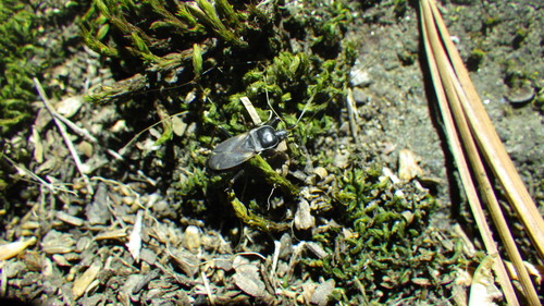 iNaturalist observation photo of True Bugs