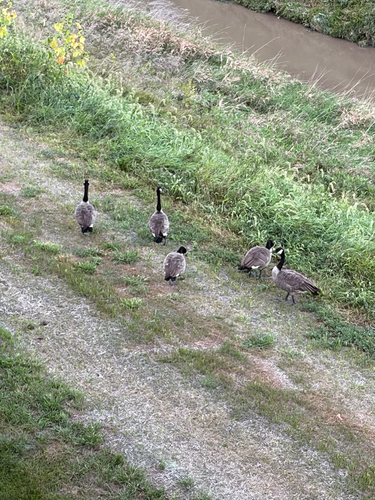 Canada Goose