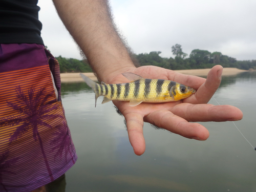 banded leporinus