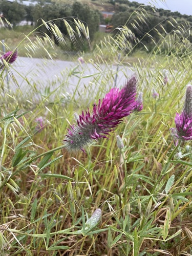 Trifolium purpureum, photograph 4