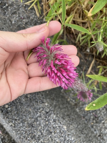 Trifolium purpureum, photograph 5