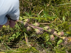 Liatris ligulistylis, photograph (c) Jeff Hansen, some rights reserved (CC BY)