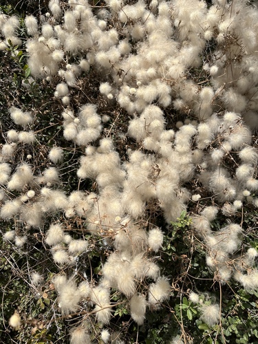 Old Man's Beard Clematis