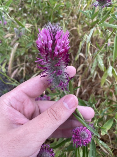 Trifolium purpureum, photograph 6