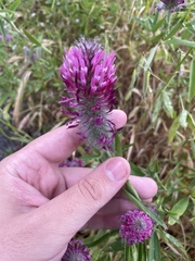 Trifolium purpureum, photograph author not stated, no rights reserved