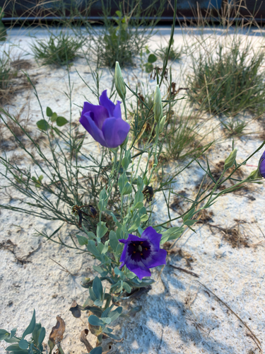 showy prairie gentian