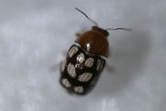 Cryptocephalus guttulatus