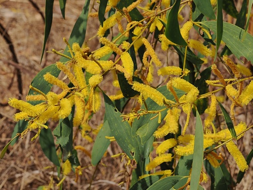 Acacia difficilis, 2026-09-07