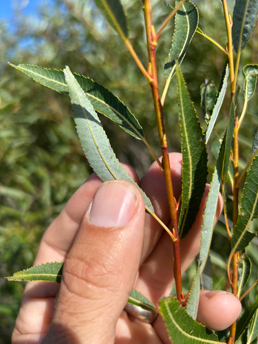 Salix petiolaris, photograph 3