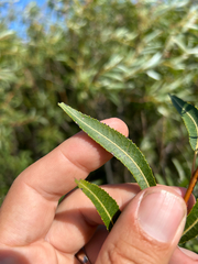 Salix petiolaris, photograph author not stated, no rights reserved