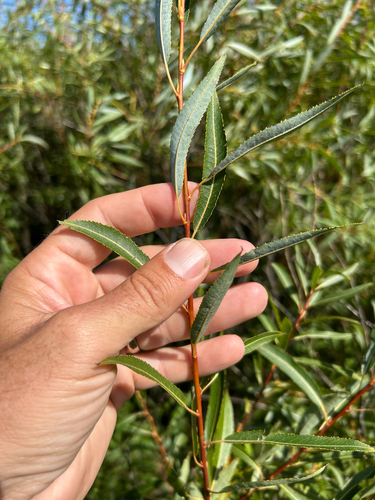 Salix petiolaris
