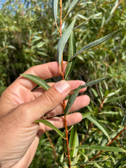 Salix petiolaris