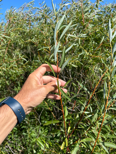 Salix petiolaris, photograph 4