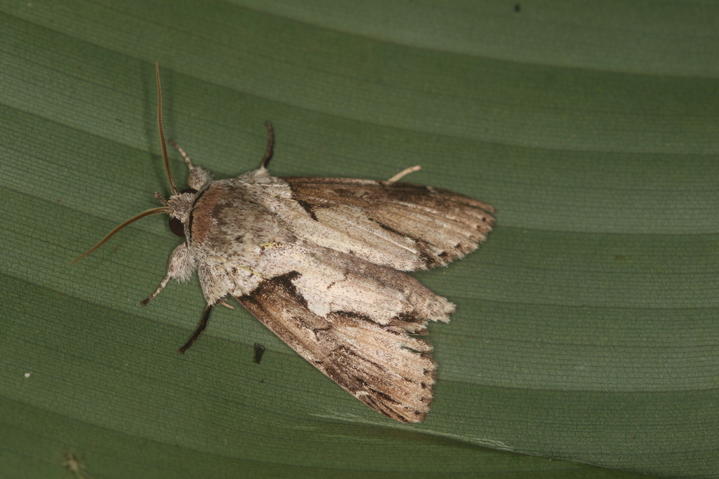 Iscadia variegata