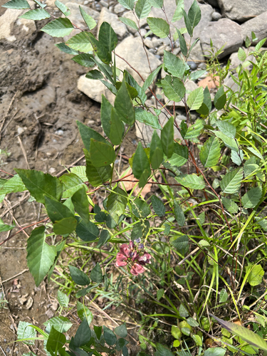 American groundnut