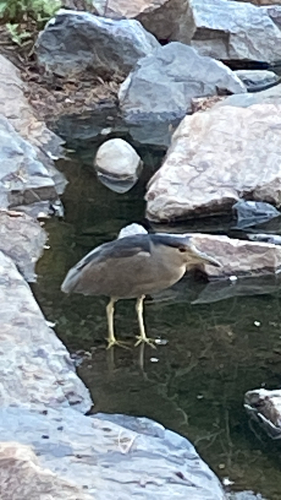 iNaturalist image