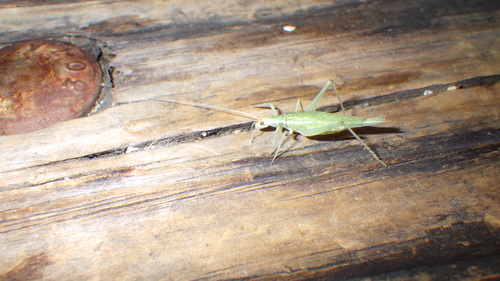 iNaturalist observation photo of Snowy Tree Cricket