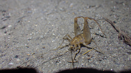 iNaturalist observation photo of Pristoceuthophilus pacificus