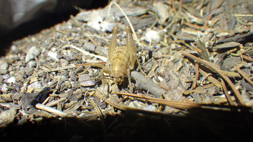iNaturalist observation photo of Pristoceuthophilus pacificus