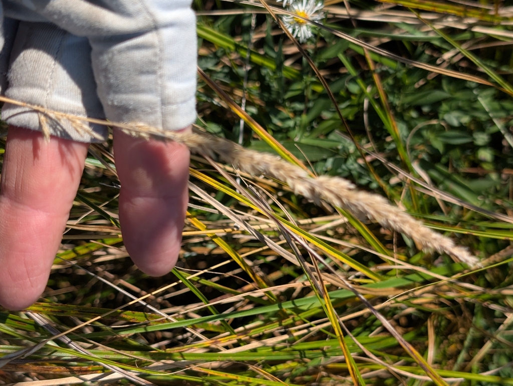 Calamagrostis canadensis; photograph (c) Jeff Hansen, some rights reserved (CC BY)