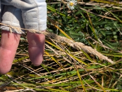 Calamagrostis canadensis