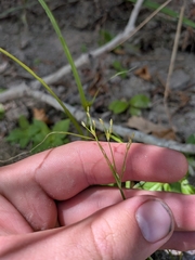 author not stated, no rights reserved Fimbristylis autumnalis, photograph author not stated, no rights reserved