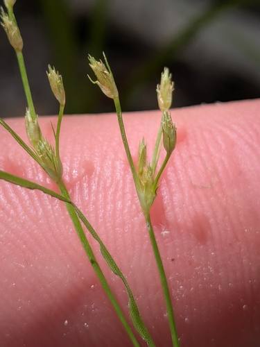 Fimbristylis autumnalis, photograph 6