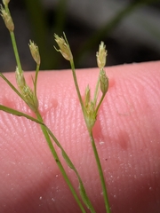 Fimbristylis autumnalis, photograph author not stated, no rights reserved