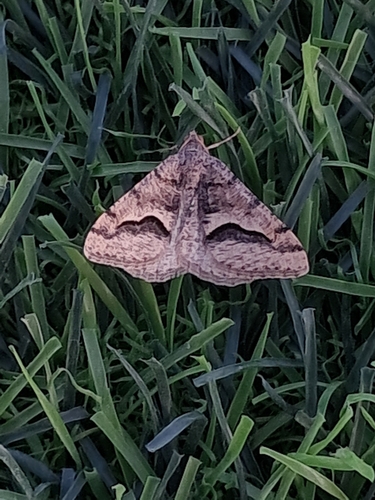 Polilla del mesquite