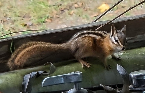 Red-tailed Chipmunk observed by koo10e