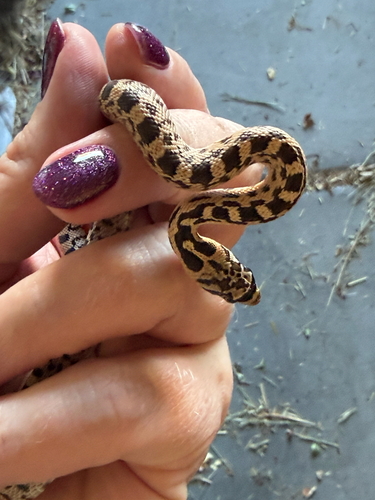 Great Basin Gopher Snake