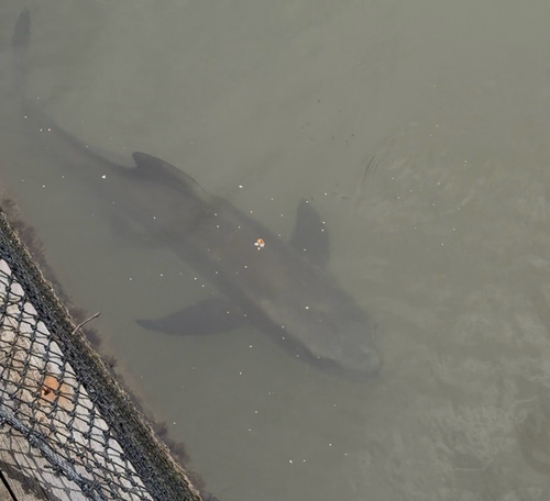 Cobia