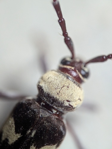 Megacyllene antennata