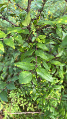 author not stated, no rights reserved Zanthoxylum clava-herculis, photograph author not stated, no rights reserved