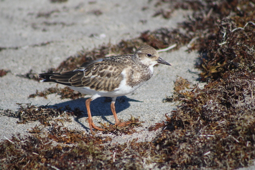 iNaturalist image