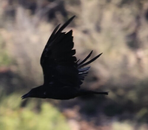 Chihuahuan Raven
