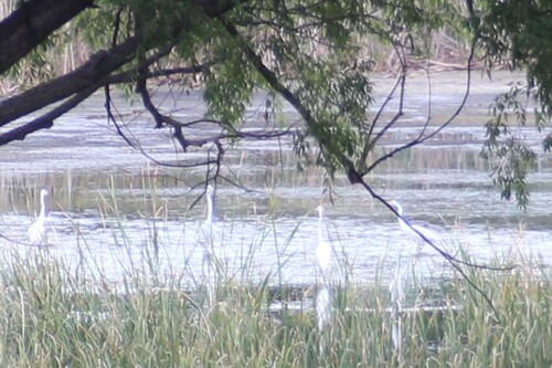 Great Egret