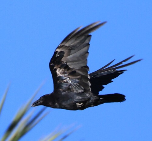Chihuahuan Raven