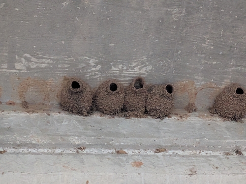 Cliff Swallow