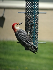 Melanerpes carolinus
