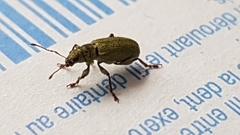 Pachyrhinus lethierryi