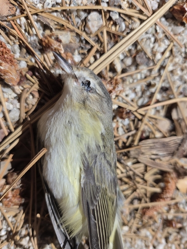 iNaturalist observation photo of Eastern Warbling Vireo