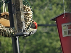 Melanerpes carolinus