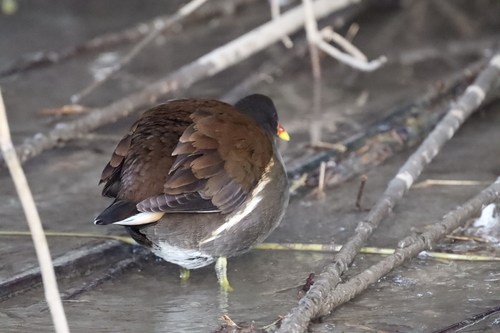 iNaturalist: (c) M., some rights reserved (CC BY-NC), uploaded by M. iNaturalist image