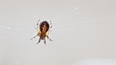 Zygiellinae