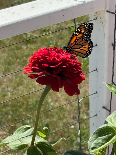 Monarch