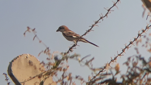 Woodchat Shrike