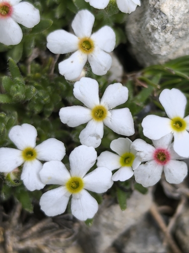 Androsace villosa
